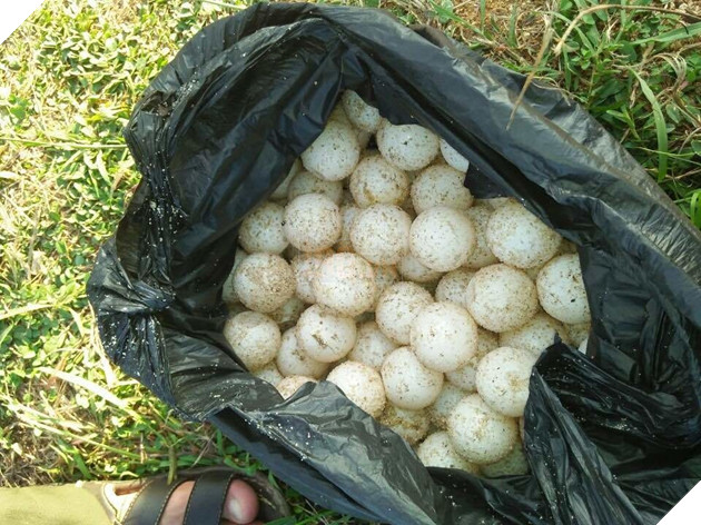 
Số trứng rùa biển tịch thu từ đối tượng