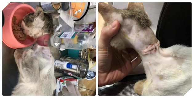 
Tình trạng khủng khiếp mà Ròm gặp phải.