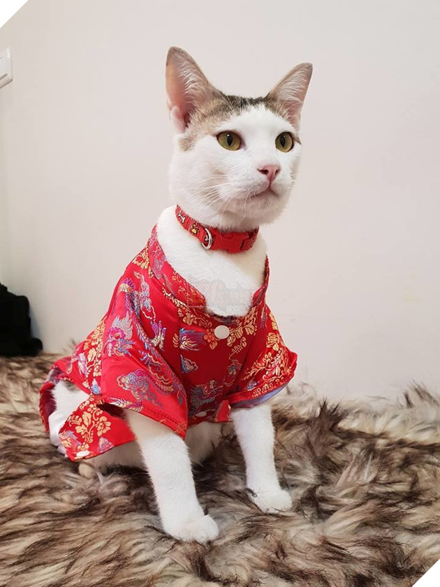 Màn hồi sinh đầy kỳ diệu của chú mèo đáng thương từng bị bạo hành, thoi thóp giành sự sống