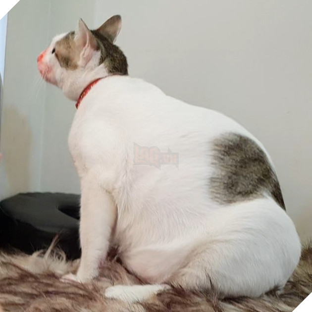 Màn hồi sinh đầy kỳ diệu của chú mèo đáng thương từng bị bạo hành, thoi thóp giành sự sống