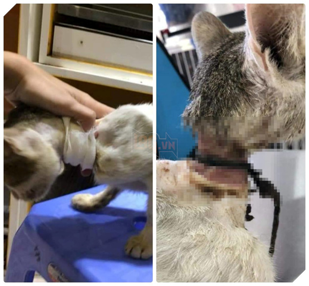 Màn hồi sinh đầy kỳ diệu của chú mèo đáng thương từng bị bạo hành, thoi thóp giành sự sống