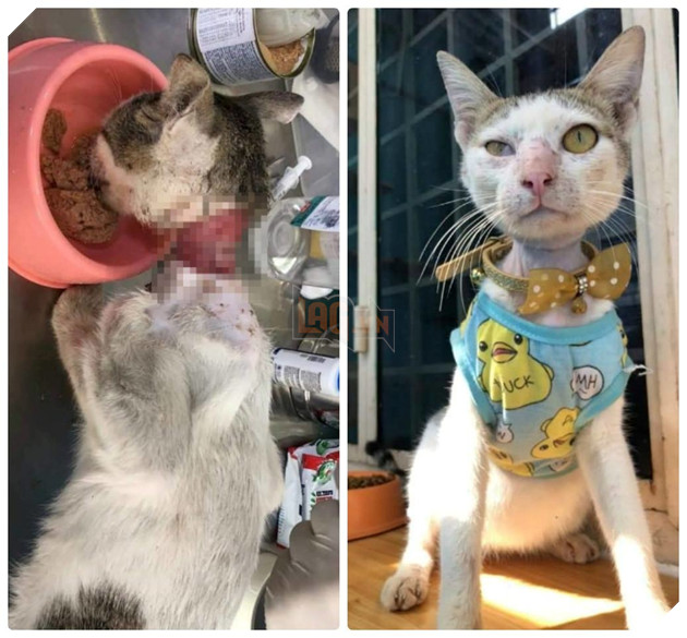 
Sự hồi sinh kỳ diệu của Ròm khiến nhiều người phải nể phục