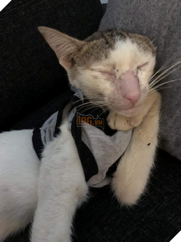 Màn hồi sinh đầy kỳ diệu của chú mèo đáng thương từng bị bạo hành, thoi thóp giành sự sống