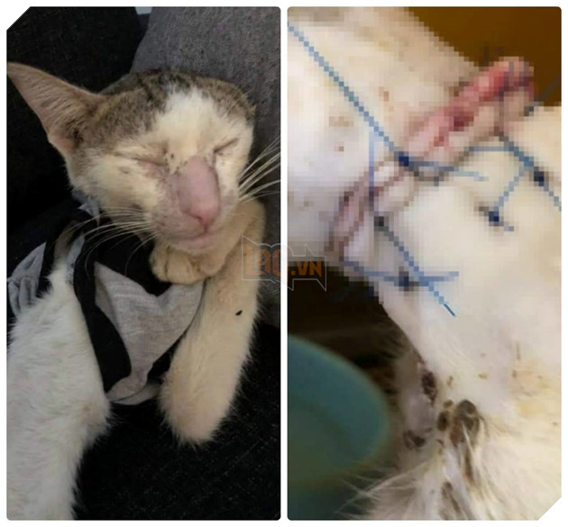 Màn hồi sinh đầy kỳ diệu của chú mèo đáng thương từng bị bạo hành, thoi thóp giành sự sống