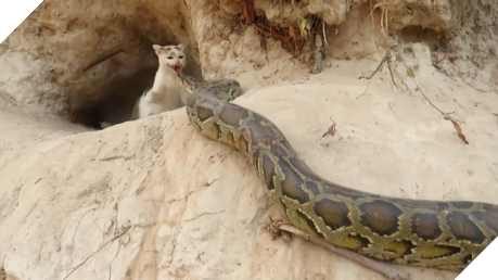 Trăn khổng lồ mò vào tận ổ, mèo mẹ đánh trả quyết liệt để bảo vệ đàn con mới sinh