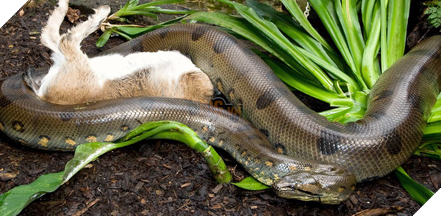 
Kẻ đi tới chính là một con trăn mốc (Python bivittatus) to lớn, đây là một trong 6 loài rắn lớn nhất thế giới. Ảnh: Pinterest