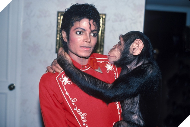 Bubbles, chú khỉ nổi tiếng của Michael Jackson, vẫn đang còn sống.
Bubbles, chú khỉ nổi tiếng của Michael Jackson, vẫn đang còn sống.
