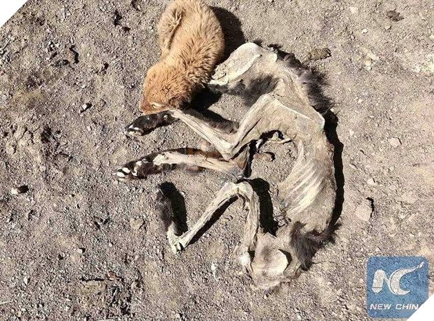 Nhói lòng cảnh chú chó nhỏ buồn bã nằm cạnh bộ xác khô của mẹ: Mẹ ơi đừng ngủ nữa