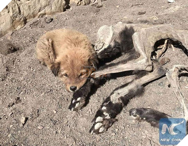 
Chú chó nhỏ nằm lên chân của mẹ, nơi vẫn còn sót lại lông như để tìm lại hơi ấm quen thuộc ngày nào