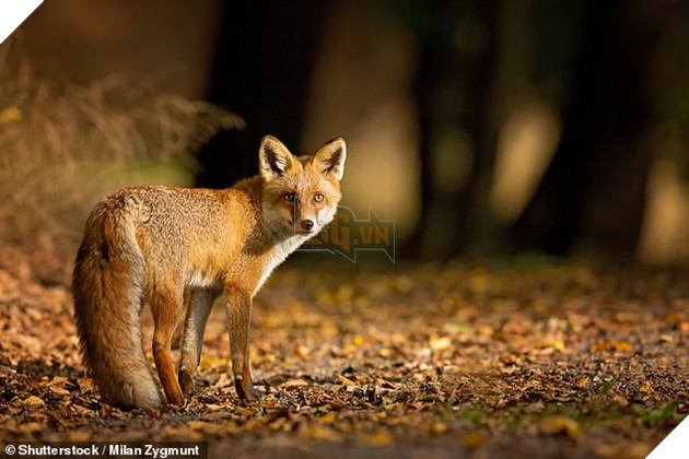 Chán cảnh bị săn mồi, cả bầy hơn 3000 con gà mái vùng lên mổ chết một con cáo xấu số - Ảnh 2.