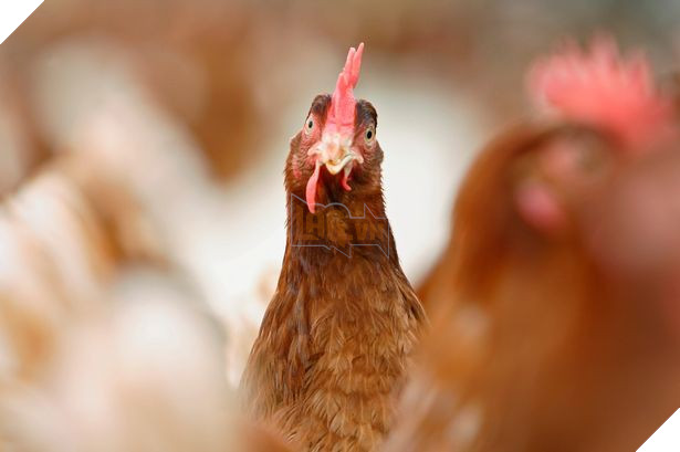 Chán cảnh bị săn mồi, cả bầy hơn 3000 con gà mái vùng lên mổ chết một con cáo xấu số - Ảnh 1.