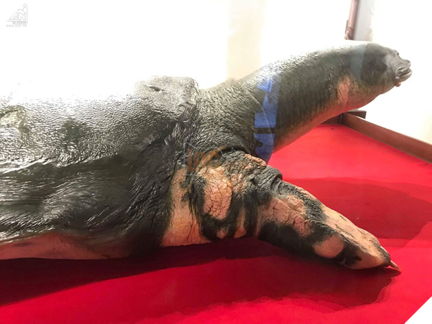 Mẫu vật cụ rùa có thể trưng bày tại Đền Ngọc Sơn, Hoàn Kiếm.