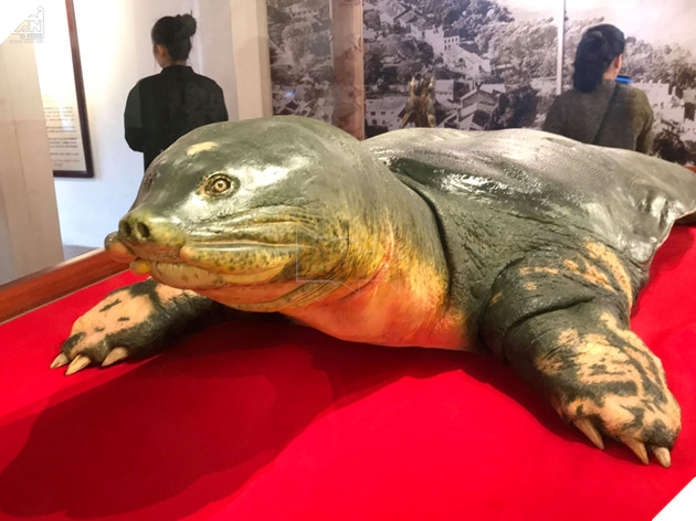 Mẫu vật cụ rùa có thể trưng bày tại Đền Ngọc Sơn, Hoàn Kiếm.