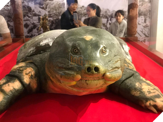 Mẫu vật cụ rùa có thể trưng bày tại Đền Ngọc Sơn, Hoàn Kiếm.