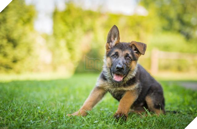 Chó liệu có phải là loài động vật đặc biệt thông minh?