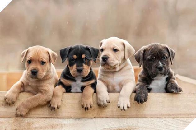 Chó liệu có phải là loài động vật đặc biệt thông minh?