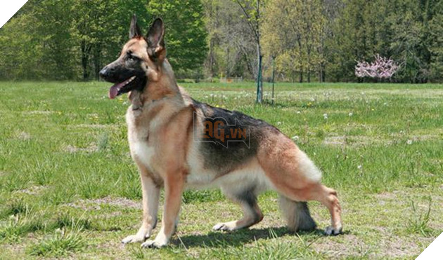 Chó liệu có phải là loài động vật đặc biệt thông minh?