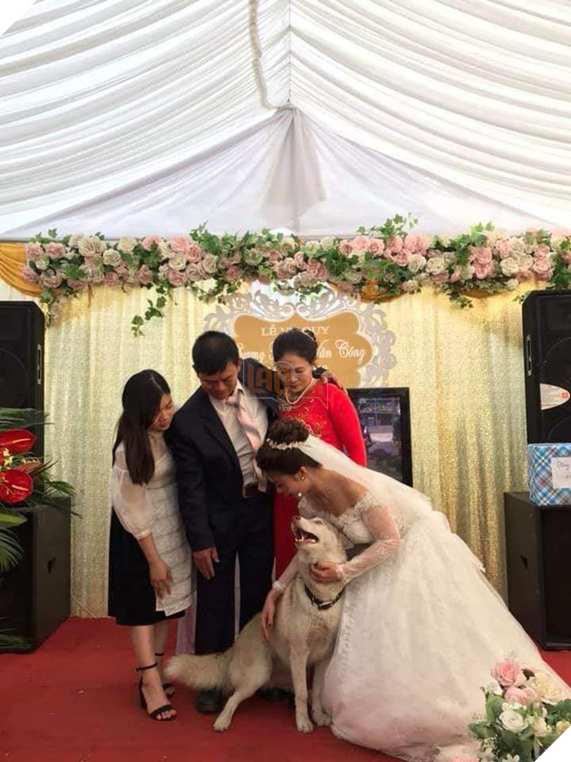 NGAY THUONG HAY TREU ‘SEN’ NHUNG DEN NGAY CO CHU THEO CHONG THI BOSS NGAO LAI ‘KHOC HET NUOC MAT’ 2 Ngày thường hay trêu 'sen' nhưng đến ngày cô chủ theo chồng thì boss ngáo lại 'khóc hết nước mắt'