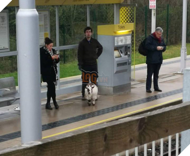 
Chú dê này đang đứng đợi tàu điện ngầm cùng nhiều hành khách khác.