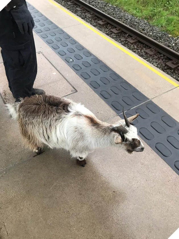 
Người ta rất biết phép lịch sự, đứng sau vạch kẻ luôn nhé.