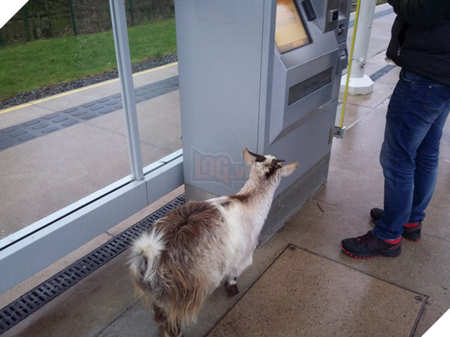 
Nó tò mò đi tham quan khắp sân ga.