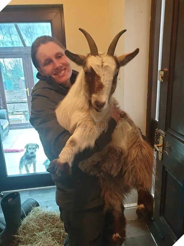 
Belle đã được trả về đoàn tụ với chủ.