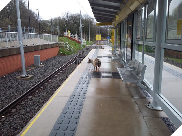 
May mà nó đã không lên tàu cao chạy xa bay.