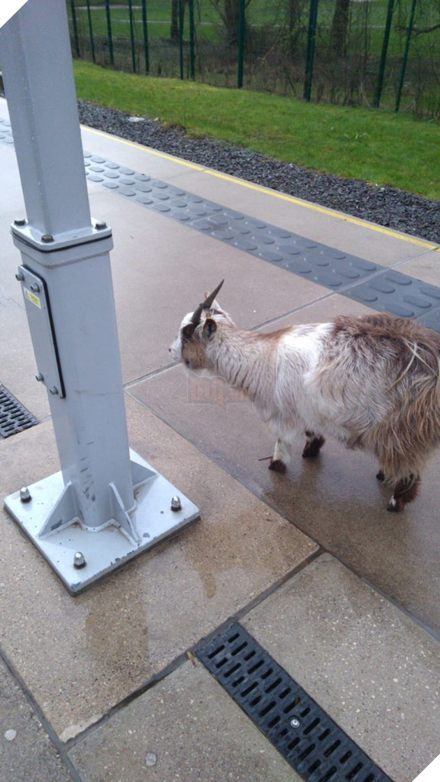 
Nó đã bị mất tích hơn một tuần nay rồi.