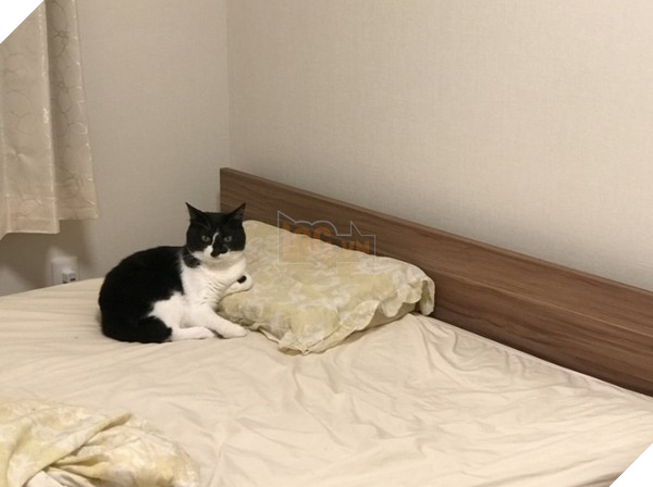 (Figure / flip from Twitter / HOMEALONe_ksk)