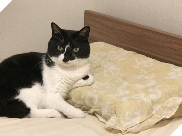 (Figure / flip from Twitter / HOMEALONe_ksk)