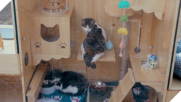 Cảm động với ngôi nhà thông minh cho mèo hoang ở Trung Quốc: Làm thủ công, trí tuệ nhân tạo xịn hơn người 3