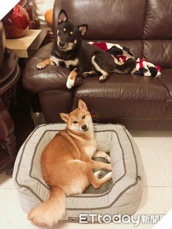 Cộng đồng mạng phát cuồng vì hai chị em shiba thể hiện tình cảm ngay trong lồng sấy 3