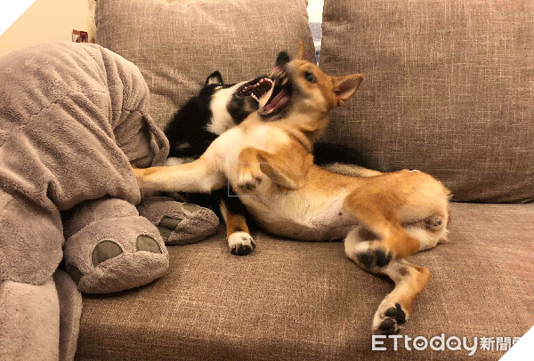 Cộng đồng mạng phát cuồng vì hai chị em shiba thể hiện tình cảm ngay trong lồng sấy 2