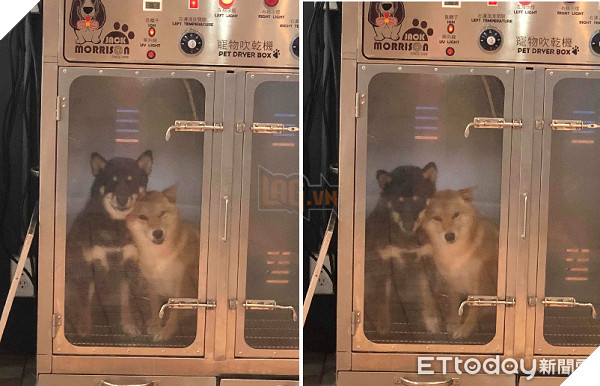 Cộng đồng mạng phát cuồng vì hai chị em shiba thể hiện tình cảm ngay trong lồng sấy 1