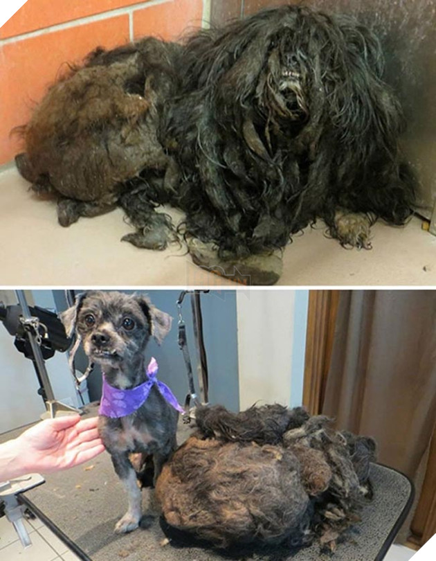 những chú chó hồi sinh thần kỳ sau khi được cứu