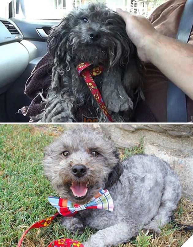 những chú chó hồi sinh thần kỳ sau khi được cứu