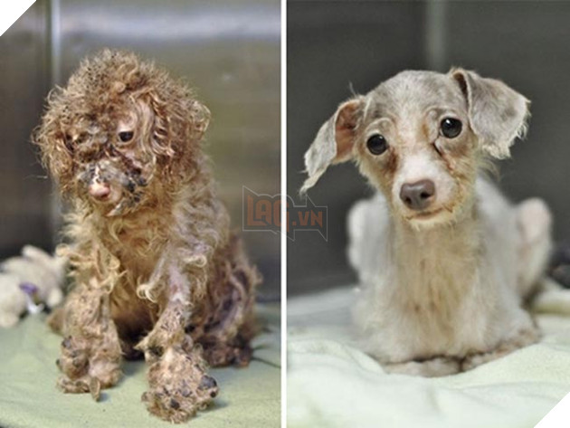 những chú chó hồi sinh thần kỳ sau khi được cứu