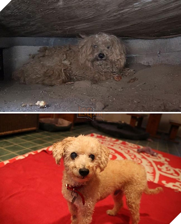 những chú chó hồi sinh thần kỳ sau khi được cứu