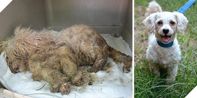 những chú chó hồi sinh thần kỳ sau khi được cứu