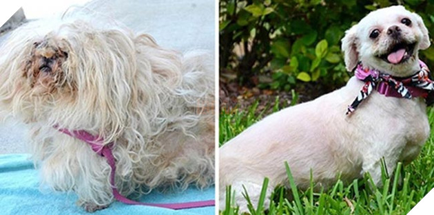 những chú chó hồi sinh thần kỳ sau khi được cứu