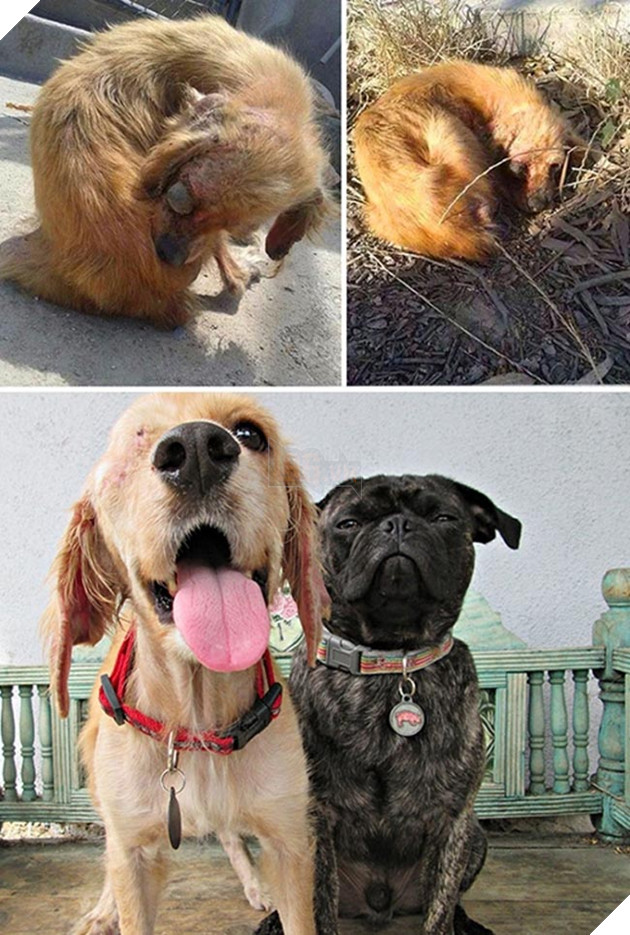 những chú chó hồi sinh thần kỳ sau khi được cứu