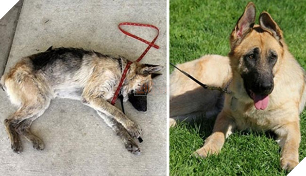 những chú chó hồi sinh thần kỳ sau khi được cứu