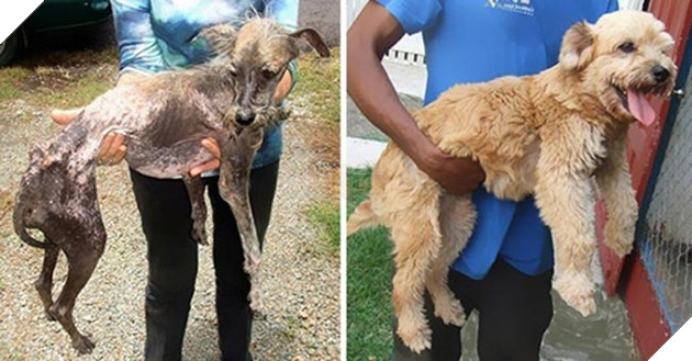 những chú chó hồi sinh thần kỳ sau khi được cứu