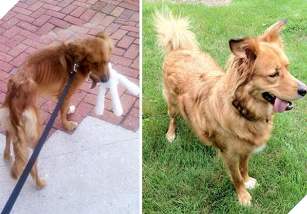 những chú chó hồi sinh thần kỳ sau khi được cứu