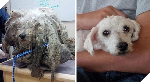 những chú chó hồi sinh thần kỳ sau khi được cứu