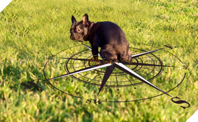 Lý giải bí ẩn trong hội sen: Tại sao các boss chó luôn xoay lòng vòng trước khi đi cầu? - Ảnh 3.