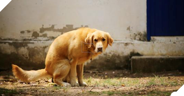 Lý giải bí ẩn trong hội sen: Tại sao các boss chó luôn xoay lòng vòng trước khi đi cầu? - Ảnh 1.