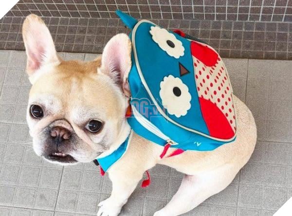 Thú cưng Hàn Quốc được đi học mẫu giáo: Ngày 6 tiết, có sổ liên lạc và kiểm tra bài cũ 2