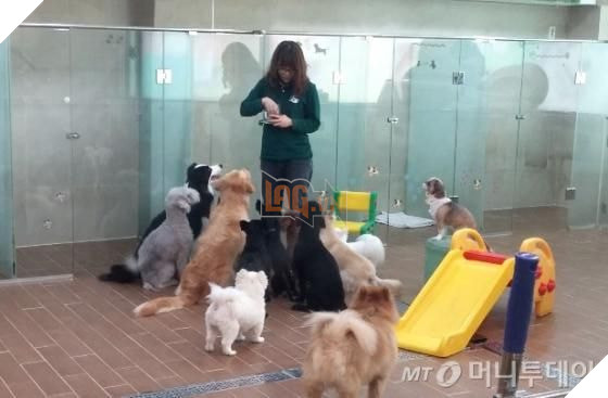 Thú cưng Hàn Quốc được đi học mẫu giáo: Ngày 6 tiết, có sổ liên lạc và kiểm tra bài cũ