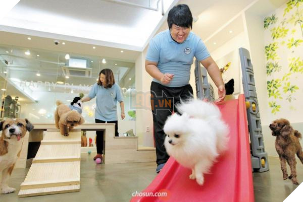 Thú cưng Hàn Quốc được đi học mẫu giáo: Ngày 6 tiết, có sổ liên lạc và kiểm tra bài cũ 7